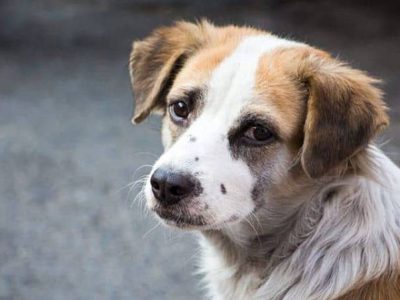 Hayvan Sahibi Hukuki ve Cezai Sorumluluklara da Sahip